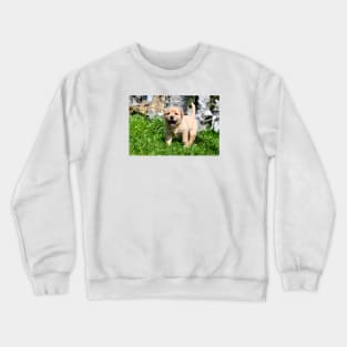 Labrador Puppies II / Swiss Artwork Photography Crewneck Sweatshirt